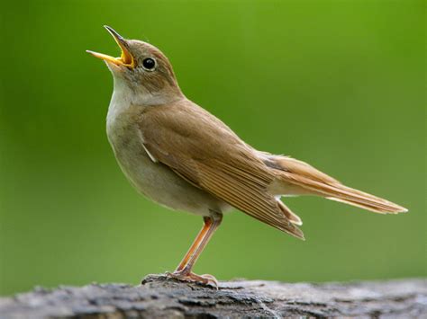 Nachtigall: A Tiny Bird With a Voice That Shook an Emperor?