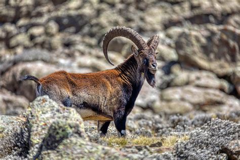 Impetuous Ibex A Hilarious Tale of Ethiopian Trickery and Wisdom