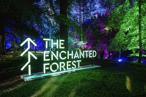 The Enchanted Forest Reveals Unexpected Truths About Nature and Humanity