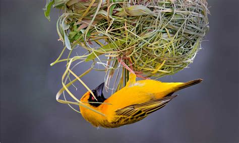  The Wicked Weaver Bird That Wanted Wings? A Tale of Ambition, Jealousy, and the Nature of Being