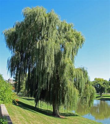 The Willow Tree and its Magical Lessons about Life, Death, and Resilience!